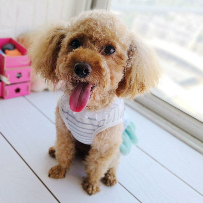 Cheap On Sale Pet Dress For Do - Baby Clothing Sale review and price